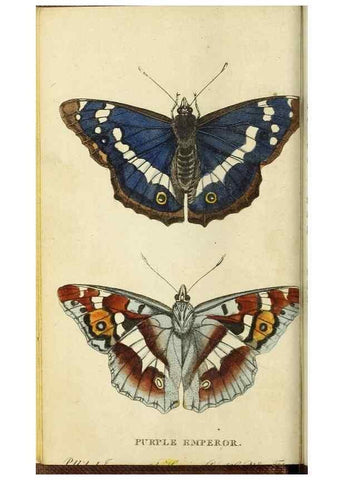 Reproducción/Reproduction 48794604191: The Naturalist's Pocket Magazine or compleat cabinet of the curiosities and beauties of nature.. London.. 