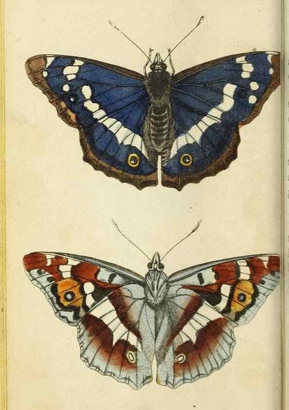 Reproducción/Reproduction 48794604191: The Naturalist's Pocket Magazine or compleat cabinet of the curiosities and beauties of nature.. London.. 