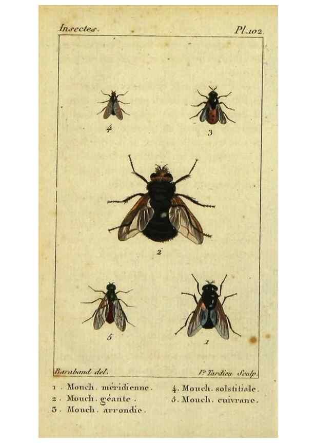 Reproducción/Reproduction 48793321962: Histoire naturelle des insectes, composée d'après Réamur, Geoffroy, Degéer, Roesel, Linné, Fabricius, et les meilleurs ouvrages qui ont paru sur cette partie;. Paris,Roret,1828.. 