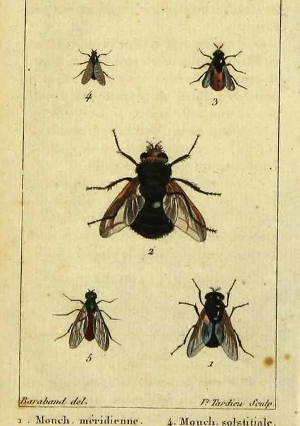 Reproducción/Reproduction 48793321962: Histoire naturelle des insectes, composée d'après Réamur, Geoffroy, Degéer, Roesel, Linné, Fabricius, et les meilleurs ouvrages qui ont paru sur cette partie;. Paris,Roret,1828.. 