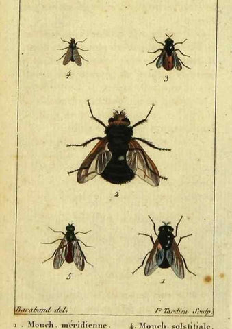 Reproducción/Reproduction 48793321962: Histoire naturelle des insectes, composée d'après Réamur, Geoffroy, Degéer, Roesel, Linné, Fabricius, et les meilleurs ouvrages qui ont paru sur cette partie;. Paris,Roret,1828.. 