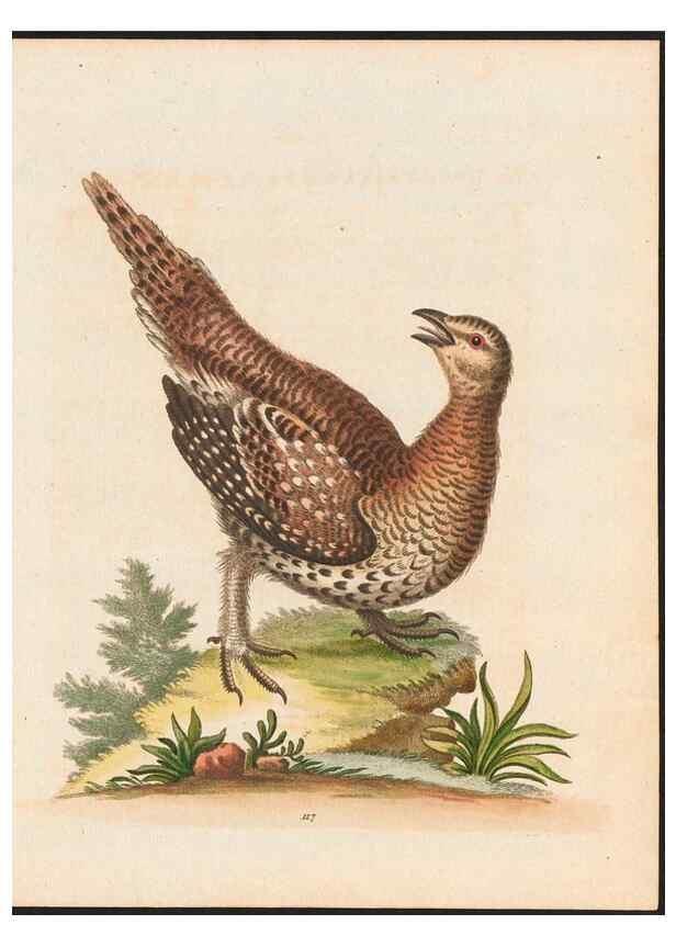 Reproducción/Reproduction 48858621891: A natural history of uncommon birds :. London :Printed for the author, at the College of Physicians in Warwick-Lane,1743-1751.. 