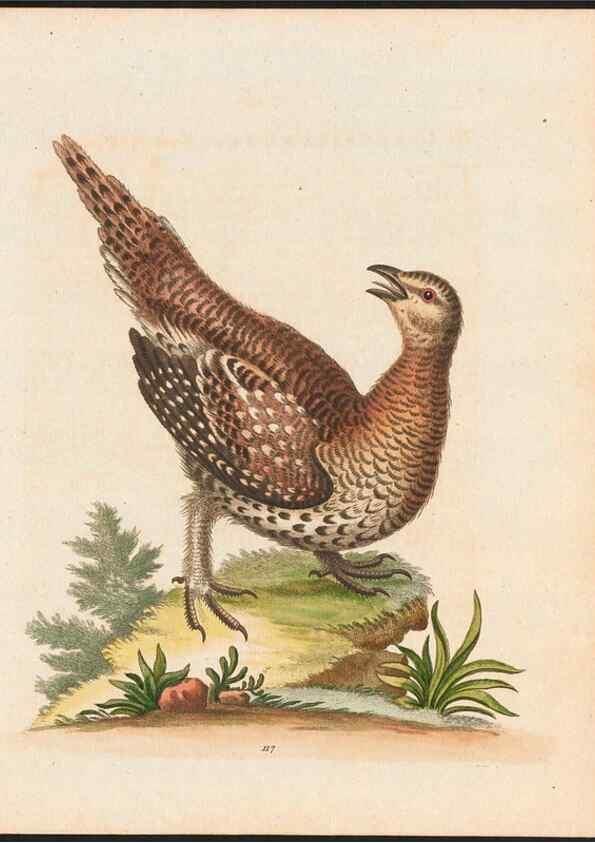 Reproducción/Reproduction 48858621891: A natural history of uncommon birds :. London :Printed for the author, at the College of Physicians in Warwick-Lane,1743-1751.. 