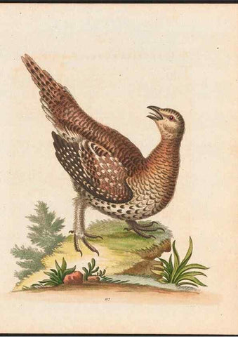 Reproducción/Reproduction 48858621891: A natural history of uncommon birds :. London :Printed for the author, at the College of Physicians in Warwick-Lane,1743-1751.. 