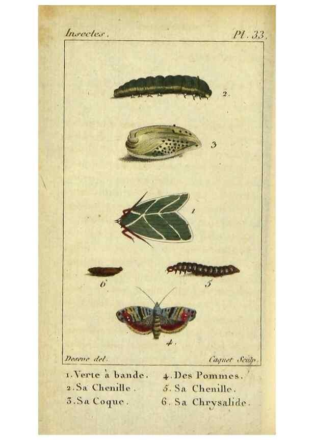 Reproducción/Reproduction 48793112666: Histoire naturelle des insectes, composée d'après Réamur, Geoffroy, Degéer, Roesel, Linné, Fabricius, et les meilleurs ouvrages qui ont paru sur cette partie;. Paris,Roret,1828.. 