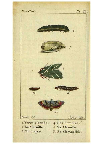 Reproducción/Reproduction 48793112666: Histoire naturelle des insectes, composée d'après Réamur, Geoffroy, Degéer, Roesel, Linné, Fabricius, et les meilleurs ouvrages qui ont paru sur cette partie;. Paris,Roret,1828.. 
