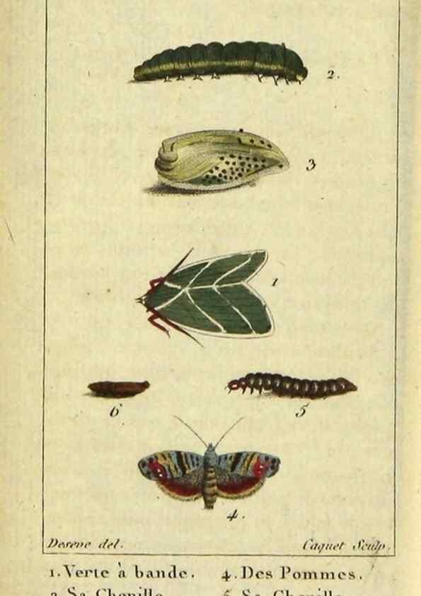 Reproducción/Reproduction 48793112666: Histoire naturelle des insectes, composée d'après Réamur, Geoffroy, Degéer, Roesel, Linné, Fabricius, et les meilleurs ouvrages qui ont paru sur cette partie;. Paris,Roret,1828.. 