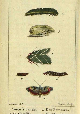 Reproducción/Reproduction 48793112666: Histoire naturelle des insectes, composée d'après Réamur, Geoffroy, Degéer, Roesel, Linné, Fabricius, et les meilleurs ouvrages qui ont paru sur cette partie;. Paris,Roret,1828.. 