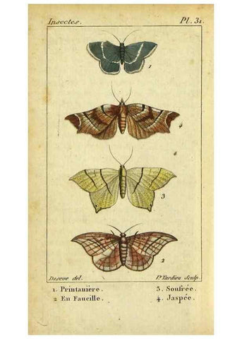 Reproducción/Reproduction 48792746898: Histoire naturelle des insectes, composée d'après Réamur, Geoffroy, Degéer, Roesel, Linné, Fabricius, et les meilleurs ouvrages qui ont paru sur cette partie;. Paris,Roret,1828.. 