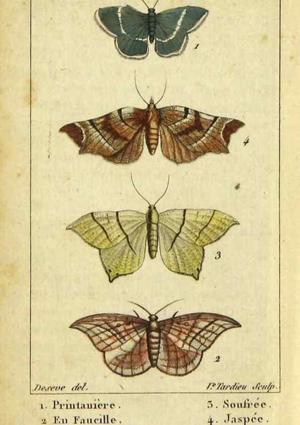 Reproducción/Reproduction 48792746898: Histoire naturelle des insectes, composée d'après Réamur, Geoffroy, Degéer, Roesel, Linné, Fabricius, et les meilleurs ouvrages qui ont paru sur cette partie;. Paris,Roret,1828.. 