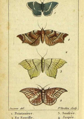 Reproducción/Reproduction 48792746898: Histoire naturelle des insectes, composée d'après Réamur, Geoffroy, Degéer, Roesel, Linné, Fabricius, et les meilleurs ouvrages qui ont paru sur cette partie;. Paris,Roret,1828.. 