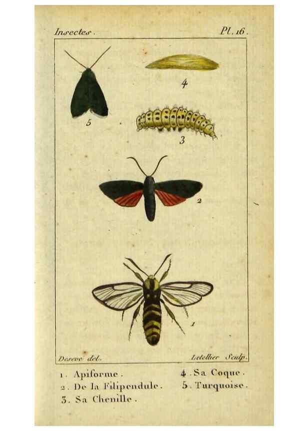 Reproducción/Reproduction 48793107716: Histoire naturelle des insectes, composée d'après Réamur, Geoffroy, Degéer, Roesel, Linné, Fabricius, et les meilleurs ouvrages qui ont paru sur cette partie;. Paris,Roret,1828.. 