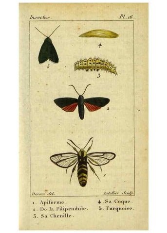 Reproducción/Reproduction 48793107716: Histoire naturelle des insectes, composée d'après Réamur, Geoffroy, Degéer, Roesel, Linné, Fabricius, et les meilleurs ouvrages qui ont paru sur cette partie;. Paris,Roret,1828.. 
