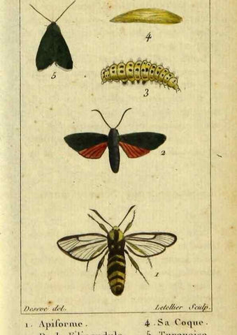 Reproducción/Reproduction 48793107716: Histoire naturelle des insectes, composée d'après Réamur, Geoffroy, Degéer, Roesel, Linné, Fabricius, et les meilleurs ouvrages qui ont paru sur cette partie;. Paris,Roret,1828.. 