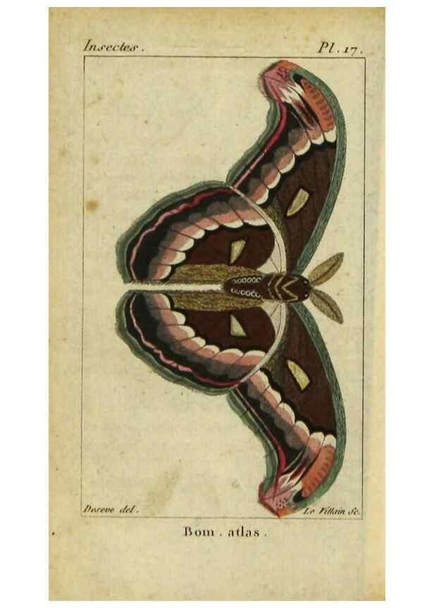 Reproducción/Reproduction 48792742863: Histoire naturelle des insectes, composée d'après Réamur, Geoffroy, Degéer, Roesel, Linné, Fabricius, et les meilleurs ouvrages qui ont paru sur cette partie;. Paris,Roret,1828.. 