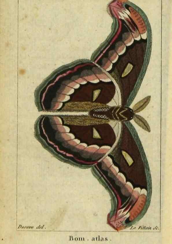 Reproducción/Reproduction 48792742863: Histoire naturelle des insectes, composée d'après Réamur, Geoffroy, Degéer, Roesel, Linné, Fabricius, et les meilleurs ouvrages qui ont paru sur cette partie;. Paris,Roret,1828.. 