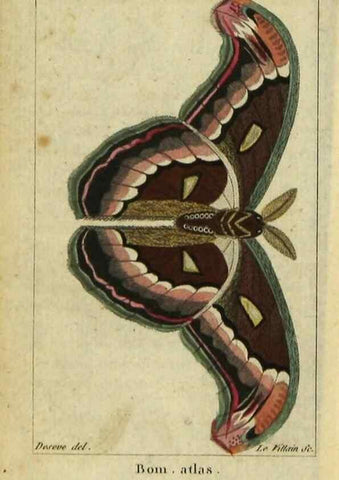 Reproducción/Reproduction 48792742863: Histoire naturelle des insectes, composée d'après Réamur, Geoffroy, Degéer, Roesel, Linné, Fabricius, et les meilleurs ouvrages qui ont paru sur cette partie;. Paris,Roret,1828.. 