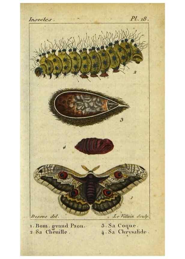 Reproducción/Reproduction 48793250947: Histoire naturelle des insectes, composée d'après Réamur, Geoffroy, Degéer, Roesel, Linné, Fabricius, et les meilleurs ouvrages qui ont paru sur cette partie;. Paris,Roret,1828.. 