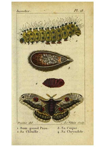 Reproducción/Reproduction 48793250947: Histoire naturelle des insectes, composée d'après Réamur, Geoffroy, Degéer, Roesel, Linné, Fabricius, et les meilleurs ouvrages qui ont paru sur cette partie;. Paris,Roret,1828.. 
