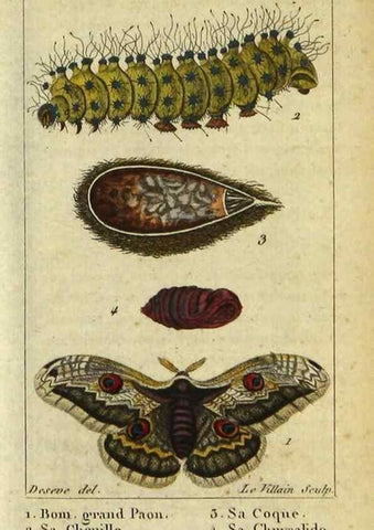 Reproducción/Reproduction 48793250947: Histoire naturelle des insectes, composée d'après Réamur, Geoffroy, Degéer, Roesel, Linné, Fabricius, et les meilleurs ouvrages qui ont paru sur cette partie;. Paris,Roret,1828.. 