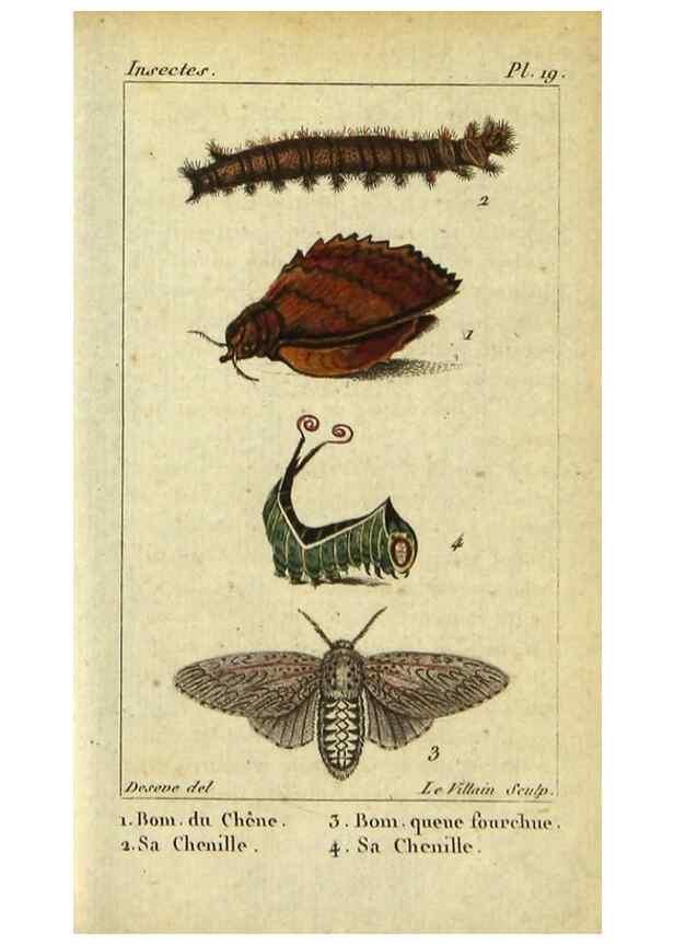 Reproducción/Reproduction 48793251132: Histoire naturelle des insectes, composée d'après Réamur, Geoffroy, Degéer, Roesel, Linné, Fabricius, et les meilleurs ouvrages qui ont paru sur cette partie;. Paris,Roret,1828.. 