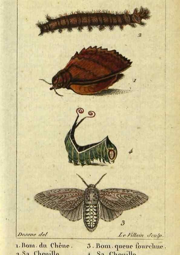 Reproducción/Reproduction 48793251132: Histoire naturelle des insectes, composée d'après Réamur, Geoffroy, Degéer, Roesel, Linné, Fabricius, et les meilleurs ouvrages qui ont paru sur cette partie;. Paris,Roret,1828.. 
