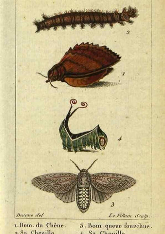 Reproducción/Reproduction 48793251132: Histoire naturelle des insectes, composée d'après Réamur, Geoffroy, Degéer, Roesel, Linné, Fabricius, et les meilleurs ouvrages qui ont paru sur cette partie;. Paris,Roret,1828.. 