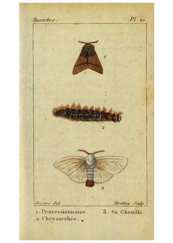Reproducción/Reproduction 48793251347: Histoire naturelle des insectes, composée d'après Réamur, Geoffroy, Degéer, Roesel, Linné, Fabricius, et les meilleurs ouvrages qui ont paru sur cette partie;. Paris,Roret,1828.. 
