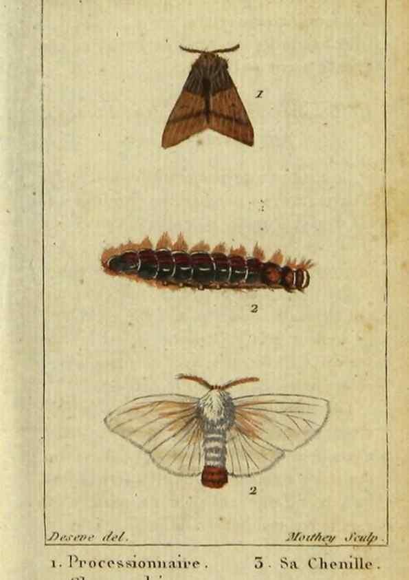 Reproducción/Reproduction 48793251347: Histoire naturelle des insectes, composée d'après Réamur, Geoffroy, Degéer, Roesel, Linné, Fabricius, et les meilleurs ouvrages qui ont paru sur cette partie;. Paris,Roret,1828.. 
