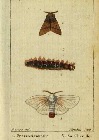 Reproducción/Reproduction 48793251347: Histoire naturelle des insectes, composée d'après Réamur, Geoffroy, Degéer, Roesel, Linné, Fabricius, et les meilleurs ouvrages qui ont paru sur cette partie;. Paris,Roret,1828.. 