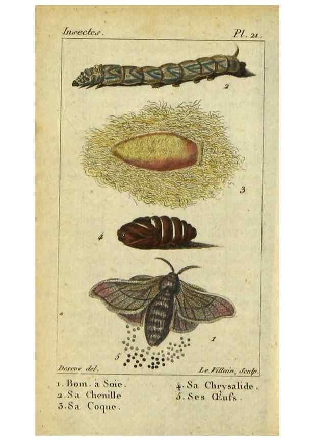 Reproducción/Reproduction 48792744018: Histoire naturelle des insectes, composée d'après Réamur, Geoffroy, Degéer, Roesel, Linné, Fabricius, et les meilleurs ouvrages qui ont paru sur cette partie;. Paris,Roret,1828.. 