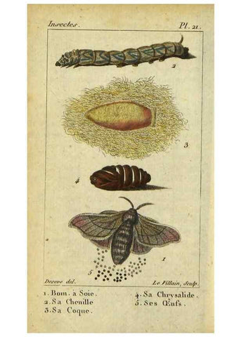 Reproducción/Reproduction 48792744018: Histoire naturelle des insectes, composée d'après Réamur, Geoffroy, Degéer, Roesel, Linné, Fabricius, et les meilleurs ouvrages qui ont paru sur cette partie;. Paris,Roret,1828.. 