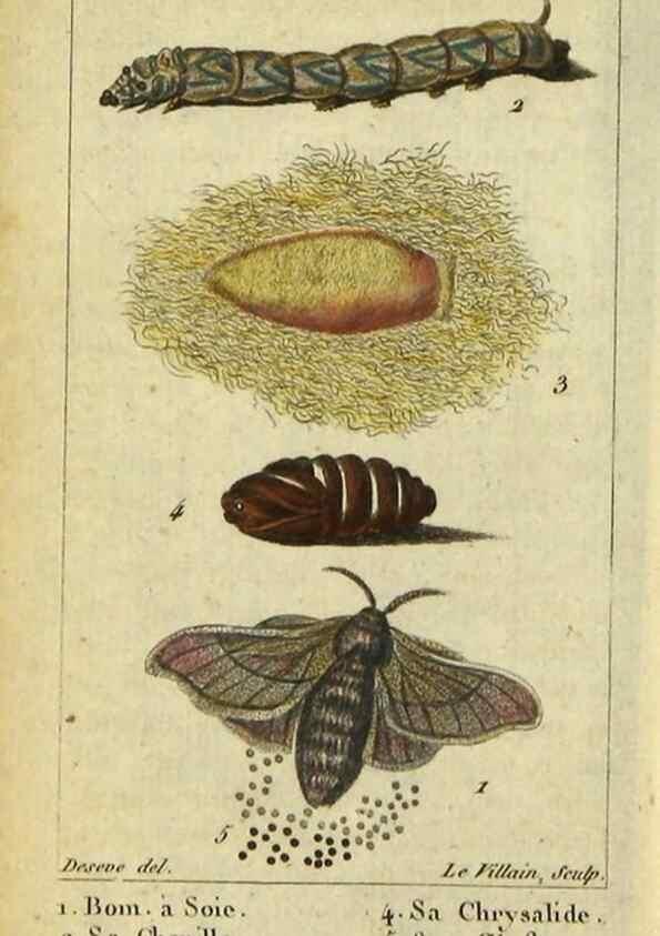 Reproducción/Reproduction 48792744018: Histoire naturelle des insectes, composée d'après Réamur, Geoffroy, Degéer, Roesel, Linné, Fabricius, et les meilleurs ouvrages qui ont paru sur cette partie;. Paris,Roret,1828.. 
