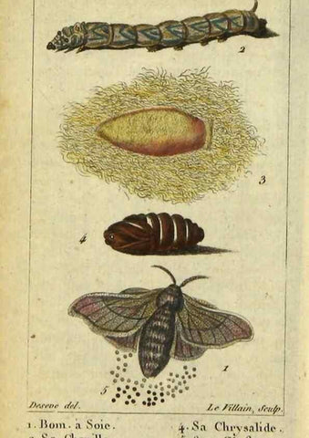 Reproducción/Reproduction 48792744018: Histoire naturelle des insectes, composée d'après Réamur, Geoffroy, Degéer, Roesel, Linné, Fabricius, et les meilleurs ouvrages qui ont paru sur cette partie;. Paris,Roret,1828.. 