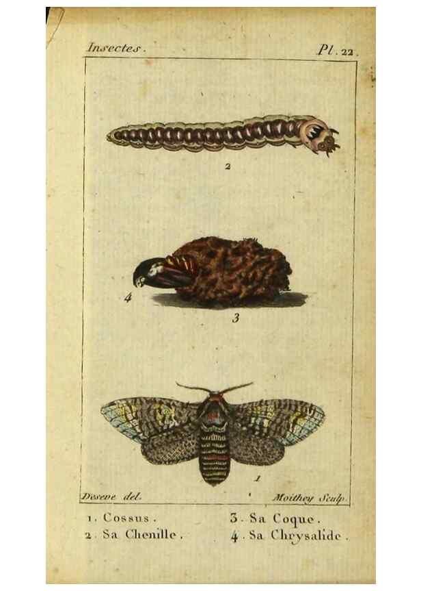 Reproducción/Reproduction 48793109326: Histoire naturelle des insectes, composée d'après Réamur, Geoffroy, Degéer, Roesel, Linné, Fabricius, et les meilleurs ouvrages qui ont paru sur cette partie;. Paris,Roret,1828.. 