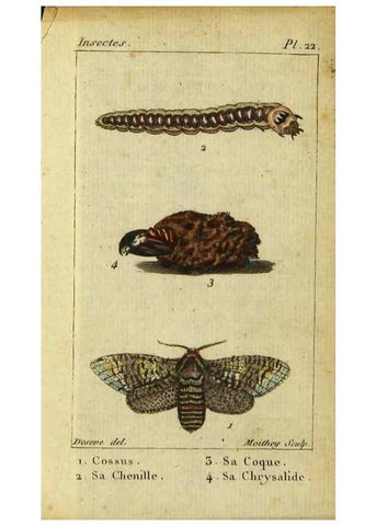 Reproducción/Reproduction 48793109326: Histoire naturelle des insectes, composée d'après Réamur, Geoffroy, Degéer, Roesel, Linné, Fabricius, et les meilleurs ouvrages qui ont paru sur cette partie;. Paris,Roret,1828.. 