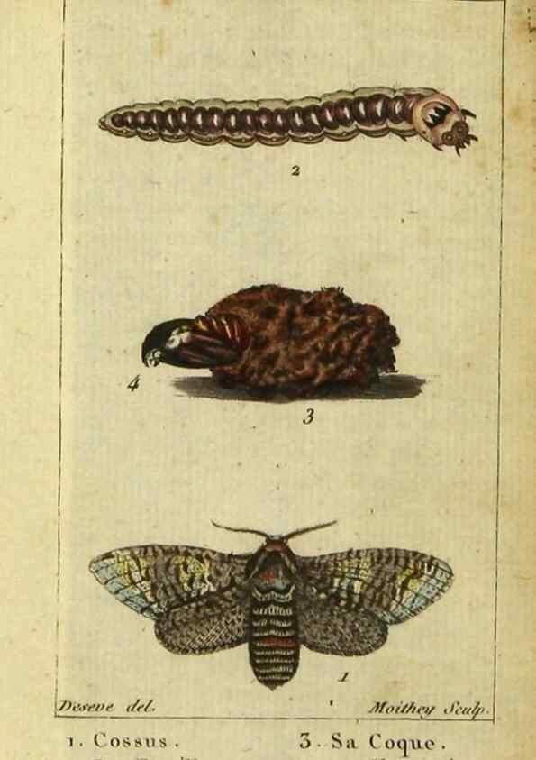 Reproducción/Reproduction 48793109326: Histoire naturelle des insectes, composée d'après Réamur, Geoffroy, Degéer, Roesel, Linné, Fabricius, et les meilleurs ouvrages qui ont paru sur cette partie;. Paris,Roret,1828.. 