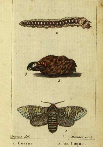 Reproducción/Reproduction 48793109326: Histoire naturelle des insectes, composée d'après Réamur, Geoffroy, Degéer, Roesel, Linné, Fabricius, et les meilleurs ouvrages qui ont paru sur cette partie;. Paris,Roret,1828.. 