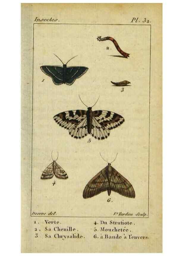 Reproducción/Reproduction 48793254927: Histoire naturelle des insectes, composée d'après Réamur, Geoffroy, Degéer, Roesel, Linné, Fabricius, et les meilleurs ouvrages qui ont paru sur cette partie;. Paris,Roret,1828.. 