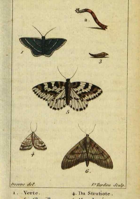 Reproducción/Reproduction 48793254927: Histoire naturelle des insectes, composée d'après Réamur, Geoffroy, Degéer, Roesel, Linné, Fabricius, et les meilleurs ouvrages qui ont paru sur cette partie;. Paris,Roret,1828.. 