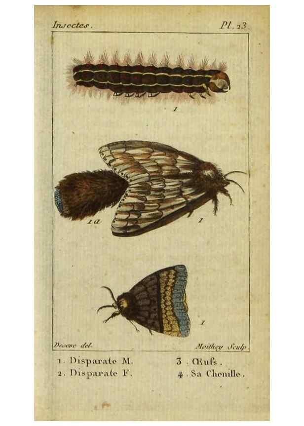 Reproducción/Reproduction 48792744478: Histoire naturelle des insectes, composée d'après Réamur, Geoffroy, Degéer, Roesel, Linné, Fabricius, et les meilleurs ouvrages qui ont paru sur cette partie;. Paris,Roret,1828.. 