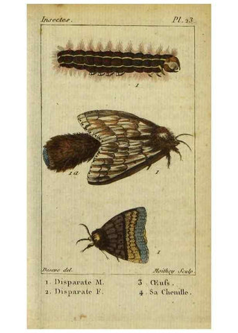Reproducción/Reproduction 48792744478: Histoire naturelle des insectes, composée d'après Réamur, Geoffroy, Degéer, Roesel, Linné, Fabricius, et les meilleurs ouvrages qui ont paru sur cette partie;. Paris,Roret,1828.. 