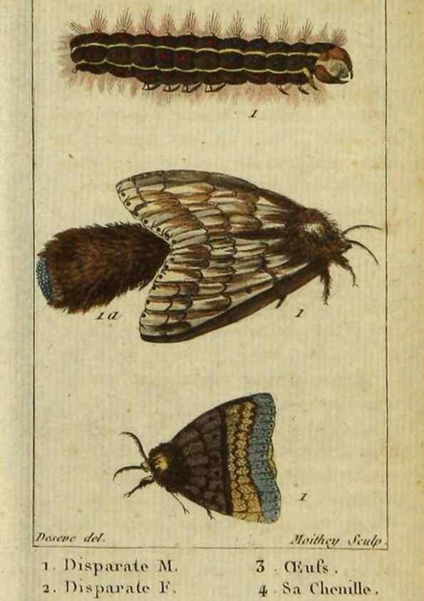 Reproducción/Reproduction 48792744478: Histoire naturelle des insectes, composée d'après Réamur, Geoffroy, Degéer, Roesel, Linné, Fabricius, et les meilleurs ouvrages qui ont paru sur cette partie;. Paris,Roret,1828.. 