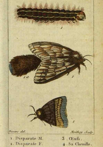 Reproducción/Reproduction 48792744478: Histoire naturelle des insectes, composée d'après Réamur, Geoffroy, Degéer, Roesel, Linné, Fabricius, et les meilleurs ouvrages qui ont paru sur cette partie;. Paris,Roret,1828.. 