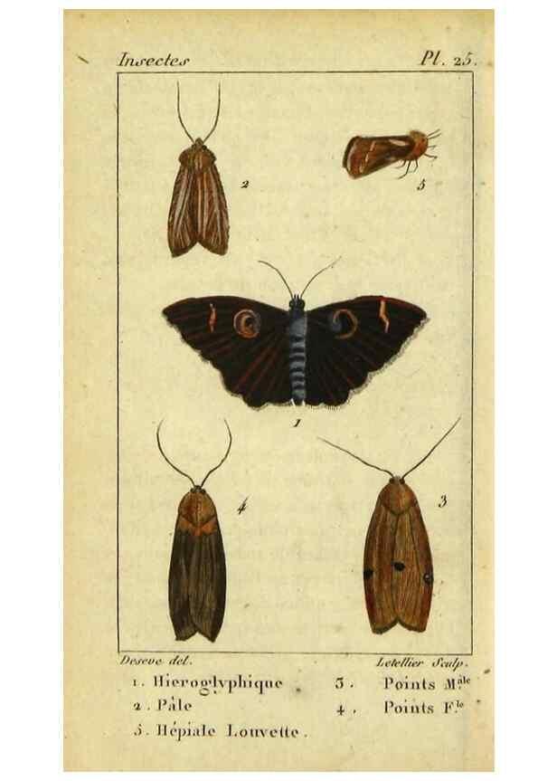 Reproducción/Reproduction 48793110101: Histoire naturelle des insectes, composée d'après Réamur, Geoffroy, Degéer, Roesel, Linné, Fabricius, et les meilleurs ouvrages qui ont paru sur cette partie;. Paris,Roret,1828.. 