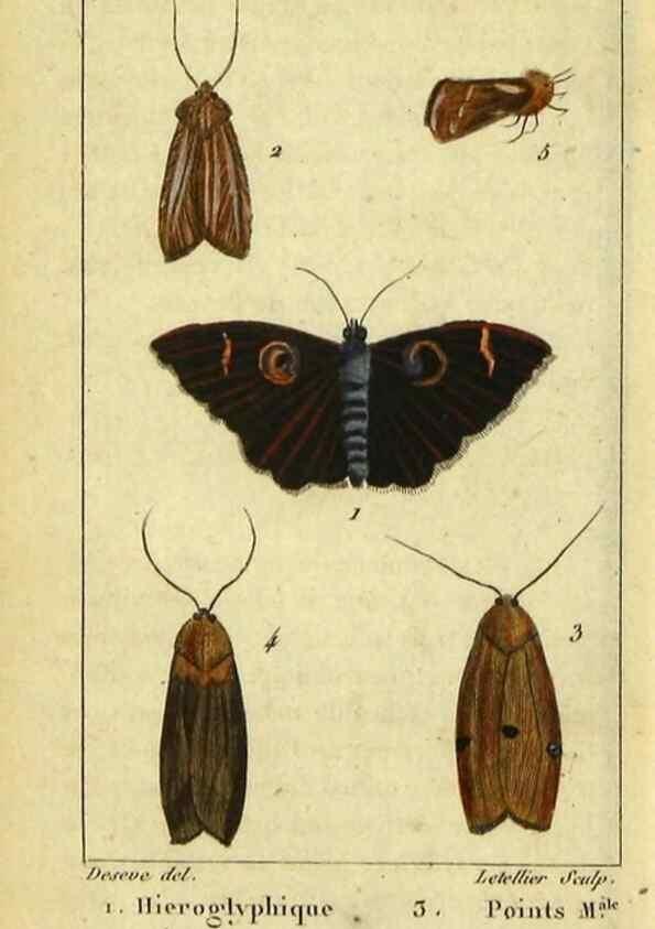 Reproducción/Reproduction 48793110101: Histoire naturelle des insectes, composée d'après Réamur, Geoffroy, Degéer, Roesel, Linné, Fabricius, et les meilleurs ouvrages qui ont paru sur cette partie;. Paris,Roret,1828.. 