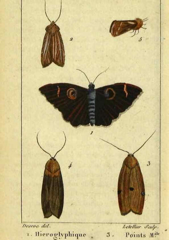 Reproducción/Reproduction 48793110101: Histoire naturelle des insectes, composée d'après Réamur, Geoffroy, Degéer, Roesel, Linné, Fabricius, et les meilleurs ouvrages qui ont paru sur cette partie;. Paris,Roret,1828.. 