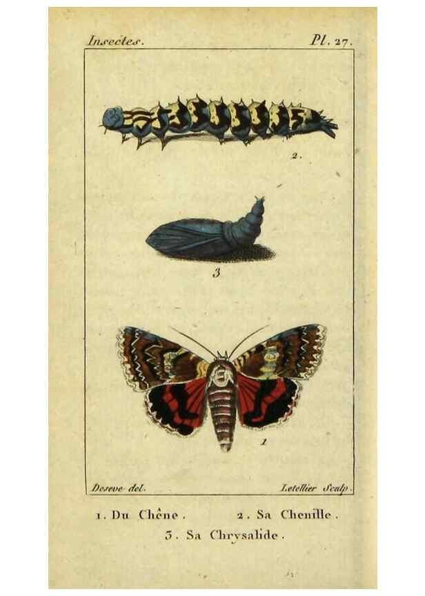 Reproducción/Reproduction 48793110441: Histoire naturelle des insectes, composée d'après Réamur, Geoffroy, Degéer, Roesel, Linné, Fabricius, et les meilleurs ouvrages qui ont paru sur cette partie;. Paris,Roret,1828.. 