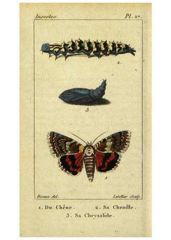 Reproducción/Reproduction 48793110441: Histoire naturelle des insectes, composée d'après Réamur, Geoffroy, Degéer, Roesel, Linné, Fabricius, et les meilleurs ouvrages qui ont paru sur cette partie;. Paris,Roret,1828.. 