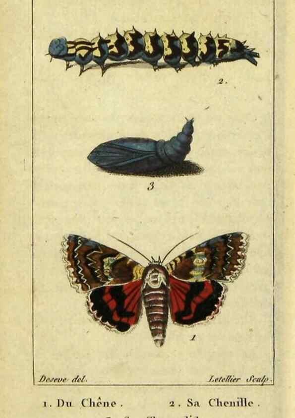 Reproducción/Reproduction 48793110441: Histoire naturelle des insectes, composée d'après Réamur, Geoffroy, Degéer, Roesel, Linné, Fabricius, et les meilleurs ouvrages qui ont paru sur cette partie;. Paris,Roret,1828.. 